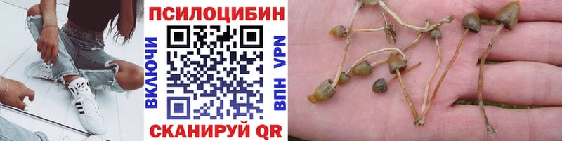 дарк нет Telegram  Бирюч  Псилоцибиновые грибы мухоморы 